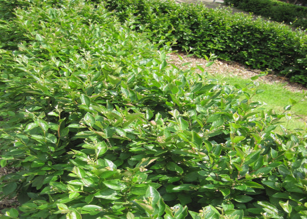 Cotoneaster "Acutifolia"