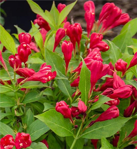 Weigela "Crimson Kisses"