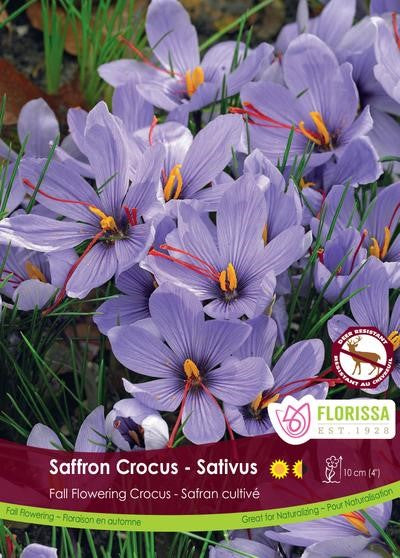 Bulbe de Crocus "Saffron"