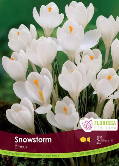 Bulbe de Crocus "Snowstorm"