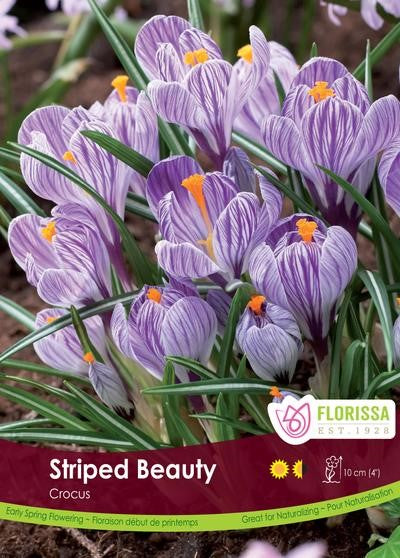 Bulbe Crocus "Striped Beauty"