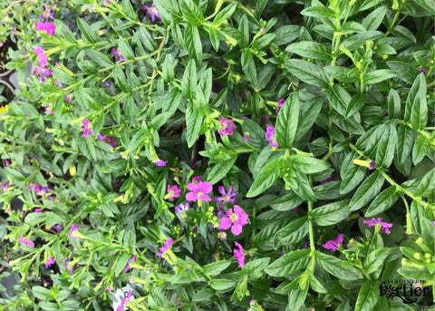 Cuphea Diana