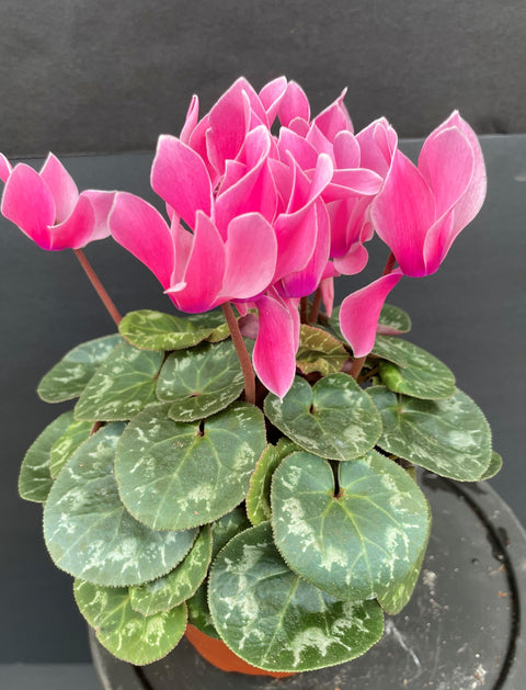 Plante d'intérieur "Cyclamen"