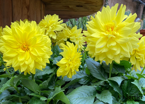 Dahlia jaune