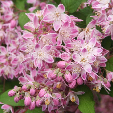 Deutzia perle rose