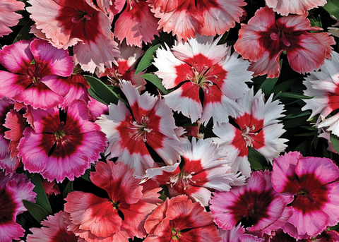 Dianthus parfait mix