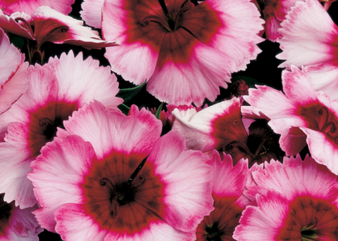 Dianthus parfait raspberry
