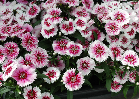 Dianthus Ideal select white fire