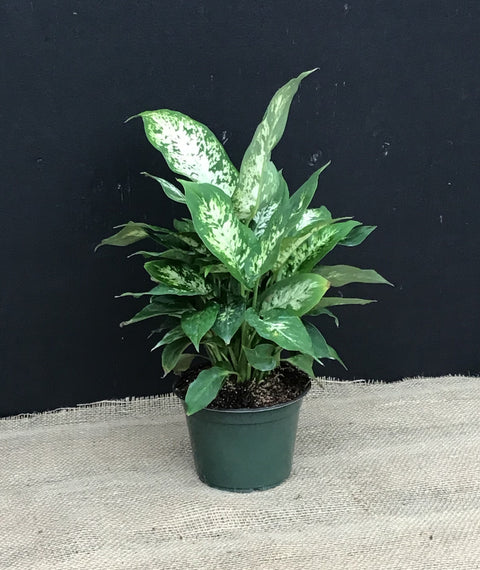 Plante d'intérieur "Dieffenbachia Camille"