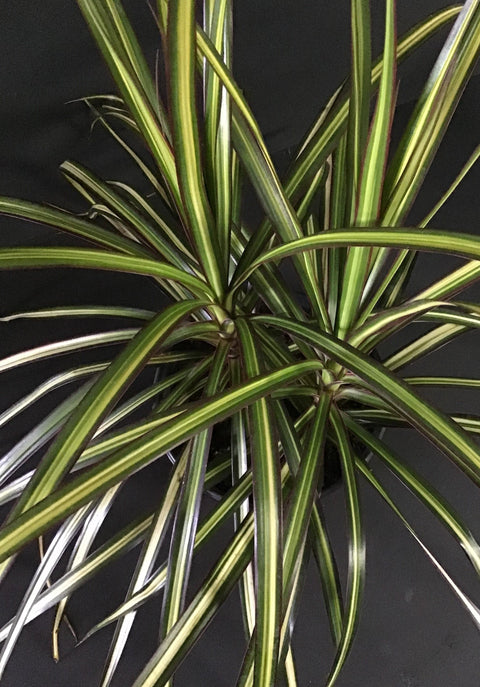 Plante d'intérieur "Dracena marginata kiwi"