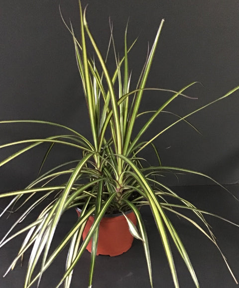 Plante d'intérieur "Dracena marginata kiwi"