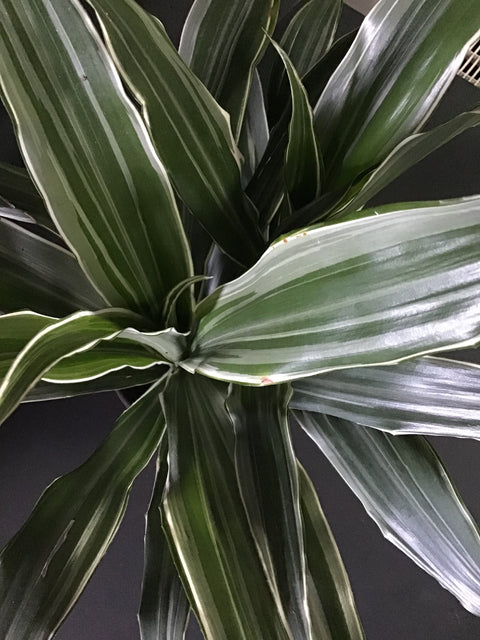 Plante d'intérieur "Dracena Warneckii"