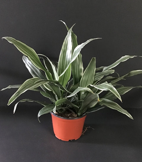 Plante d'intérieur "Dracena Warneckii"