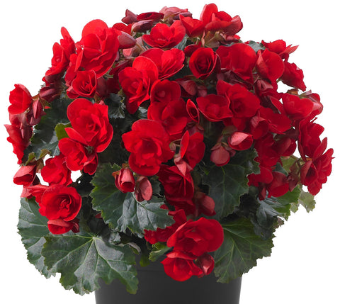 Bégonia Rieger Vermillion rouge