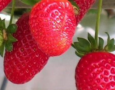 Plant de fraisier Albion