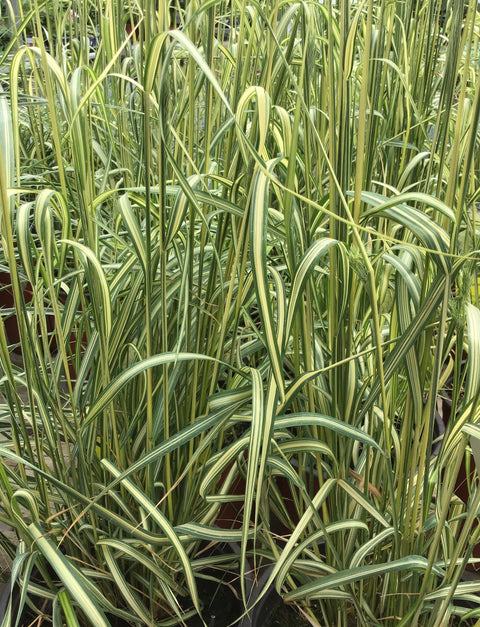 Calamagrostis acutiflora "Eldorado"