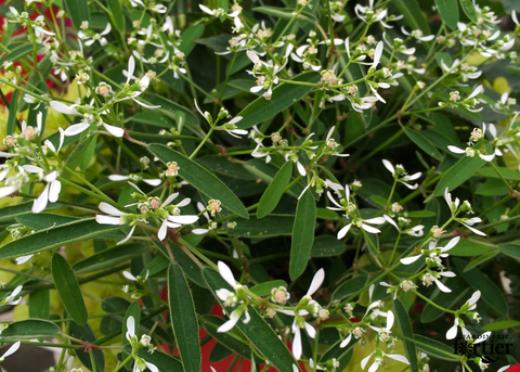 Jardinière Euphorbia diamond frost