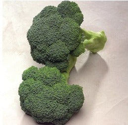 Semence de "Brocoli"