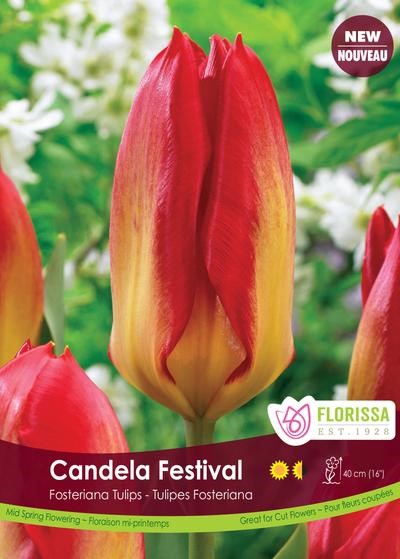 Bulbe de "Tulipe Candela Festival"