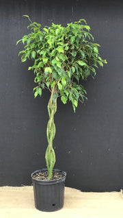 Plante d'intérieur "Ficus Benjamina"