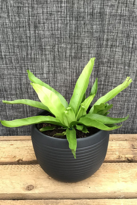 Plante d'intérieur "Fougère Crissie"