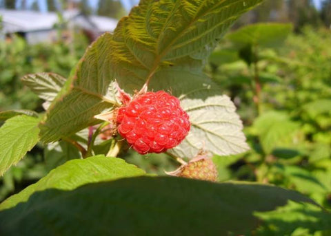 Plant de framboisier Nova