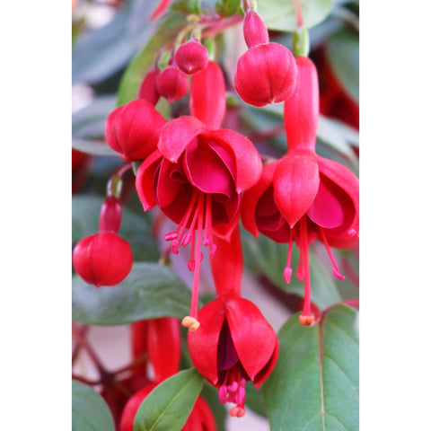 Jardinière de Fuchsia Marinka