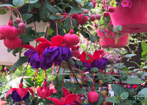 Jardinière de Fuchsia purple Swingtime