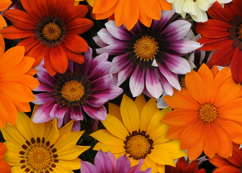 Gazania daybreak mix
