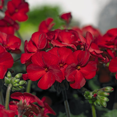 Géranium Sarita rouge foncé