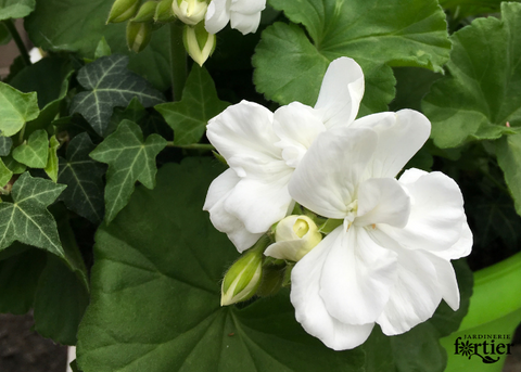 Jardinière victorienne de broche Géranium blanc