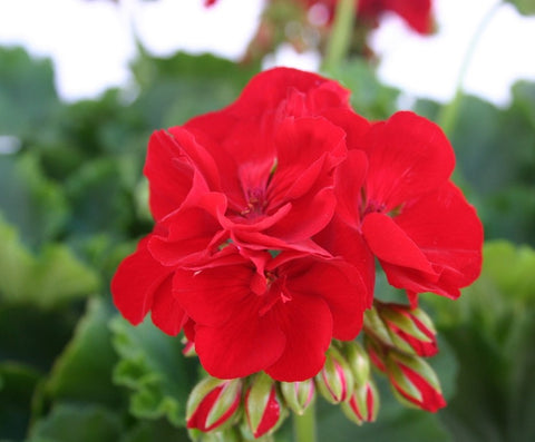 Géranium Zonal Cumbanita rouge foncé