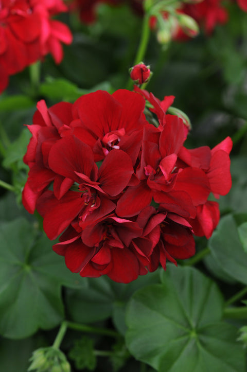 Jardinière de Géranium lierre double dark red