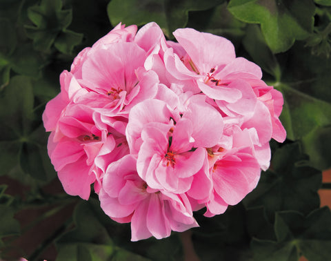 Géranium lierre double rose