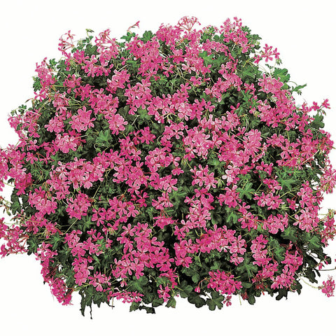 Géranium lierre simple mini cascade lilas