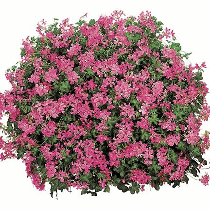 Jardinière de Géranium lierre mini cascade lilas