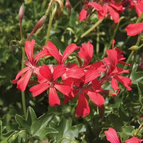 Jardinière de Géranium lierre mini cascade rouge