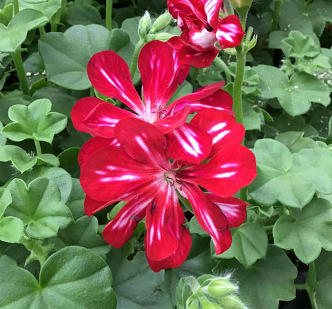 Géranium lierre stars and stripes