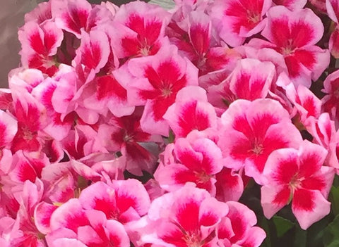 Géranium Savannah Pink méga splash