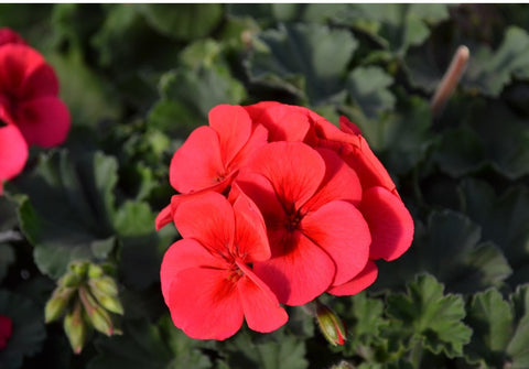 Géranium Sarita saumon
