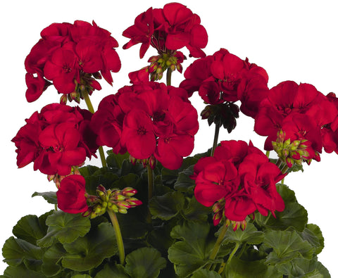 Géranium Survivor rouge foncé