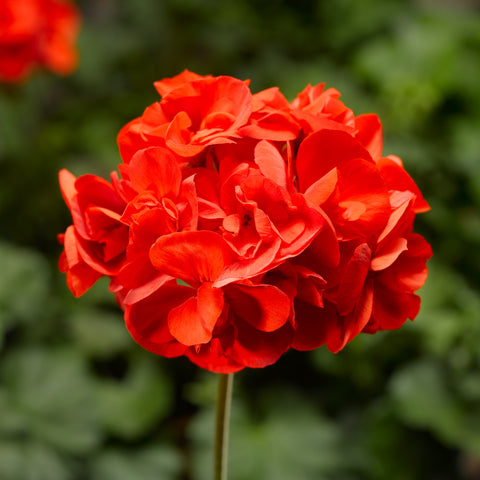 Géranium Survivor scarlet