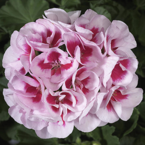 Géranium two in one white splash