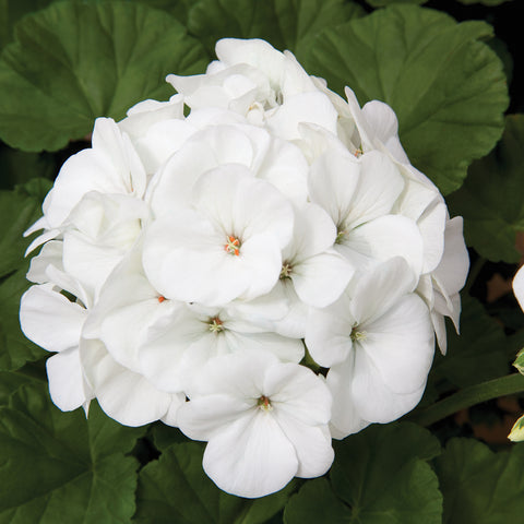 Jardinière Géranium zonal blanc