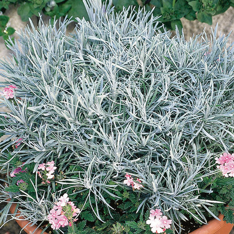 Hélichrysum silver spike