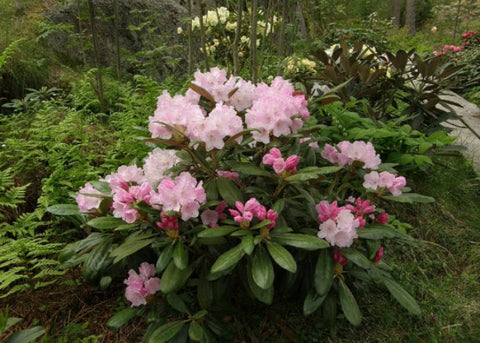 Rhododendron "Crete"