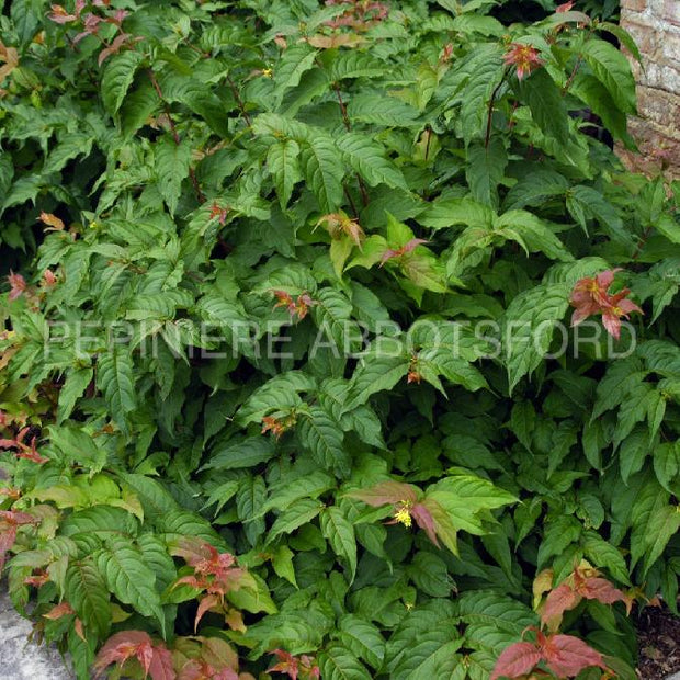 Diervilla "Lonicera"