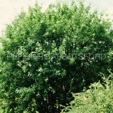 Caragana "Arborescens"
