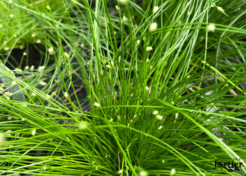 Isolepsis (fibre optique)
