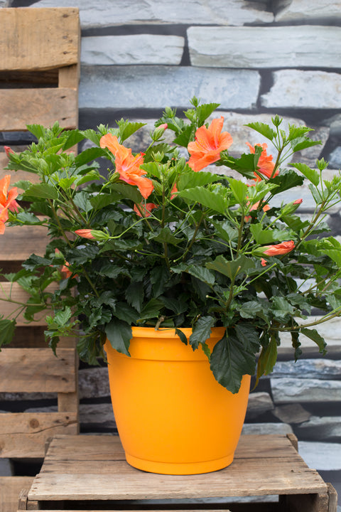 Jardinière d'Hibiscus orange